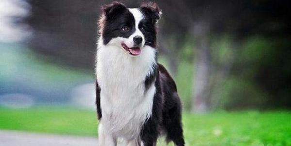 边境牧羊犬为什么叫边境牧羊犬