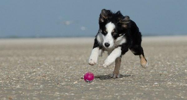银狐犬智商排第几-图1