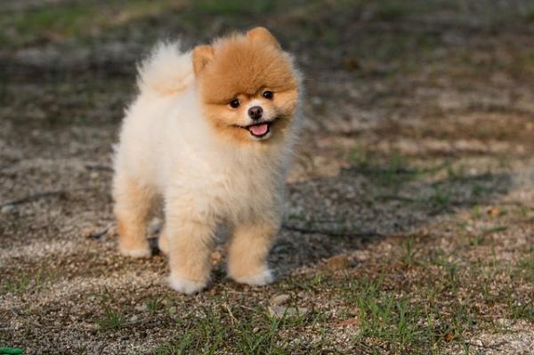 吉娃娃和小鹿犬的区别-图1