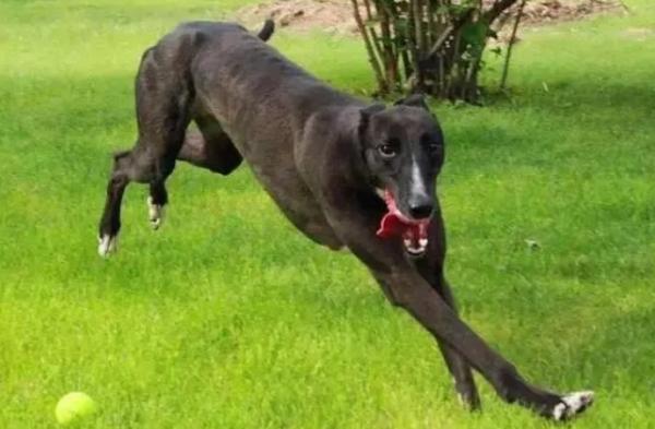 巴斯克维尔猎犬黑布林中文版-图1