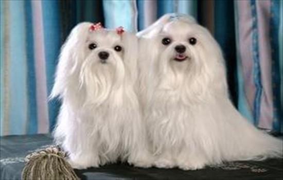 ​马尔济斯犬智商相当于几岁-图1
