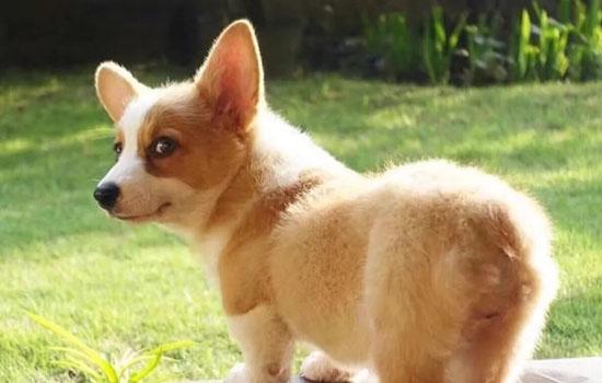 柯基是猎犬吗-图1