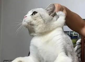 猫界三傻四疯-图1