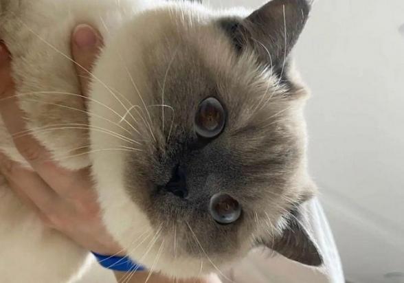 小猫很担心你表情包-图1