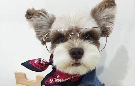 苏牧犬和喜乐蒂的差别-图1