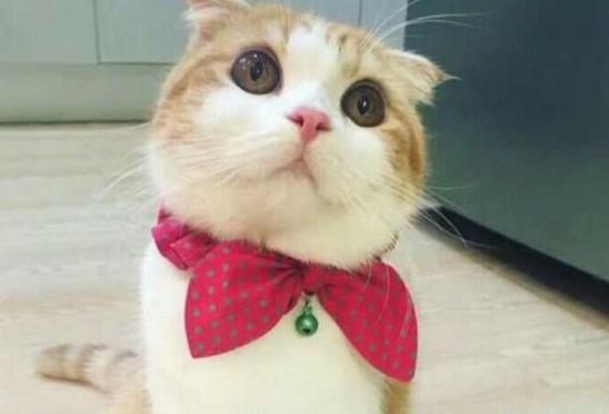 戴蝴蝶结的猫意义