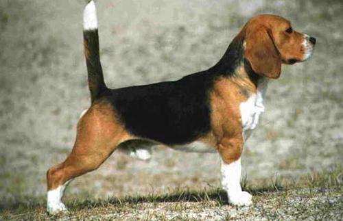 米格鲁猎兔犬性格-图1