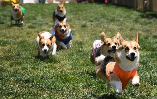柯基犬攻击性强吗-图1