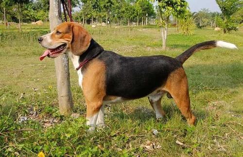 米格鲁猎兔犬掉毛吗
