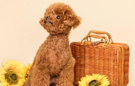 贵宾犬的毛怎么梳-图1