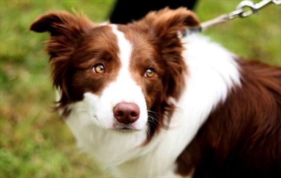​纯种边牧犬的特征-图1