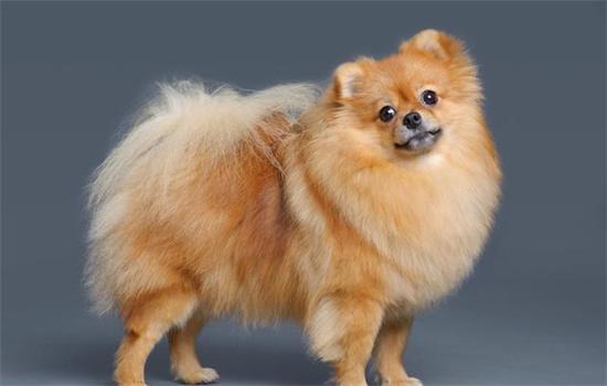 银狐犬和博美的区别-图1