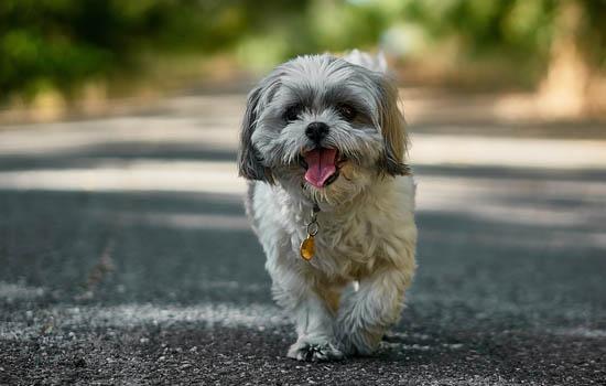 马尔济斯犬怎么挑选-图1