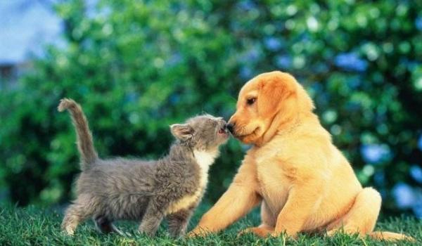 68宠物抽奖狗粮防丢犬牌大奖等你拿铲屎官快来-1