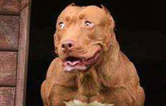 巨比犬和比特犬的区别-图1