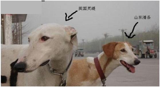 灵缇和细犬的区别-图1