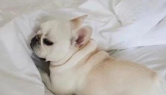 法斗犬瘟有什么症状-图1