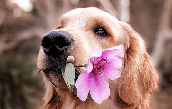 苏格兰牧羊犬的性格特点-图1