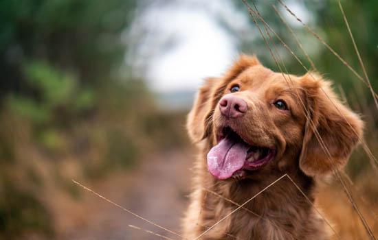 马尔济斯犬几岁成年-图1