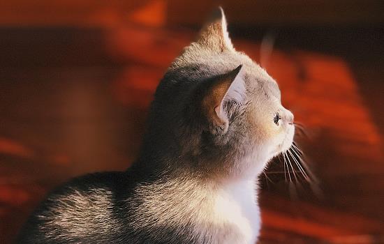 猫内脏摔伤有什么症状-图1