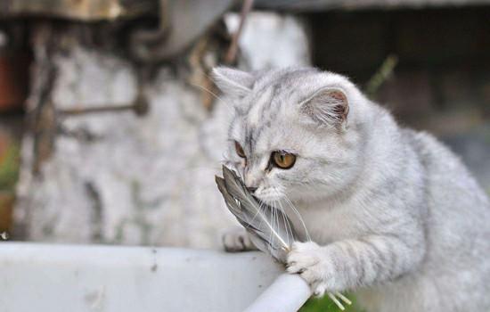 猫可以喝酸奶吧-图1