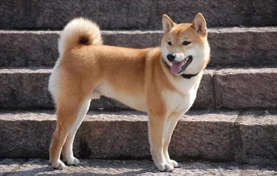 ​中华田园犬智商相当于几岁-图1