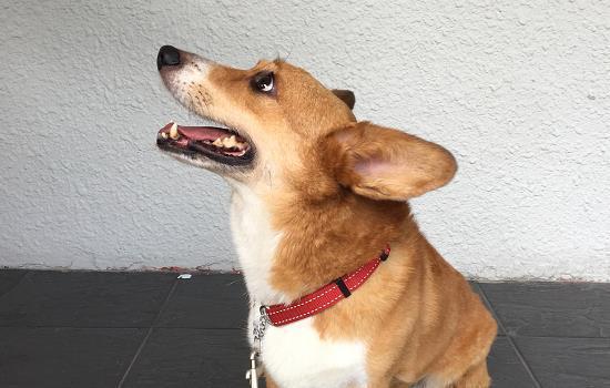 狗狗拉稀果冻状粘稠带血-图1