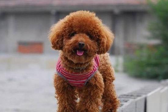 泰迪幼犬粮吃到几个月-图1