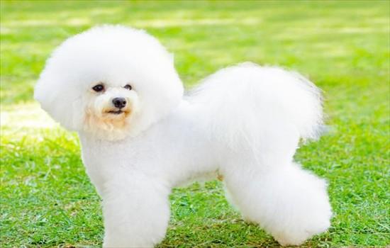 ​比熊犬有几种体型-图1
