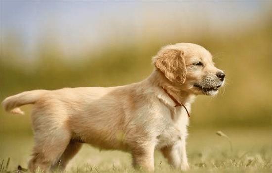 ​金毛犬的特点和缺点-图1