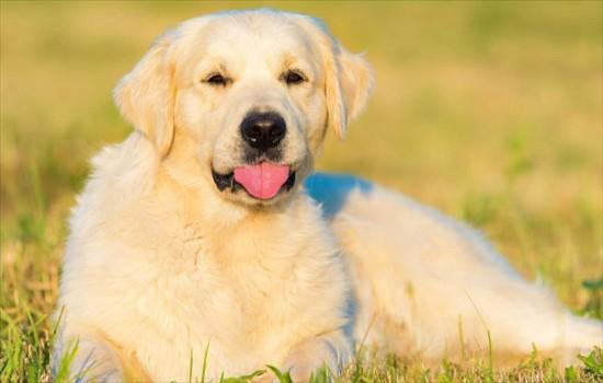 ​金毛为什么叫金毛寻回犬-图1