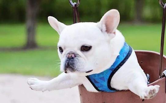 法斗幼犬拉稀怎么回事-图1