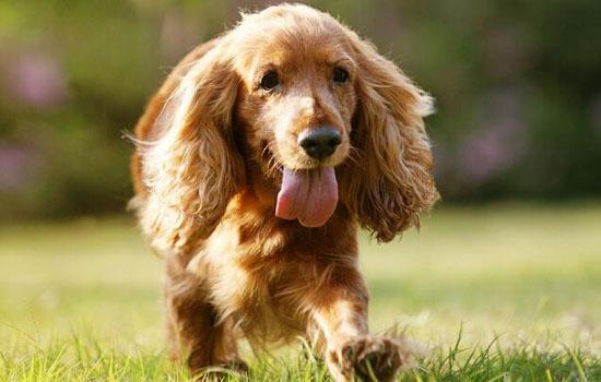 可卡犬掉毛严重吗-图1