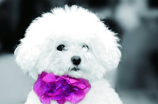 比熊犬怀孕多久能生-图1