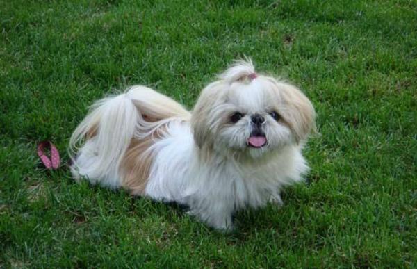 西施犬和马尔济斯犬的区别-图1