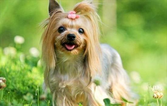 西施犬和马尔济斯犬的区别-图2