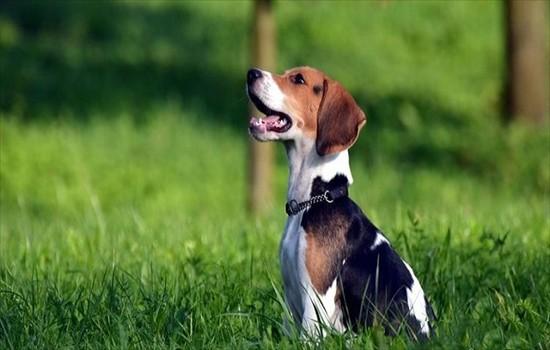​养比格犬的优缺点-图1