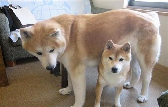 柴犬和秋田犬哪个好养-图1