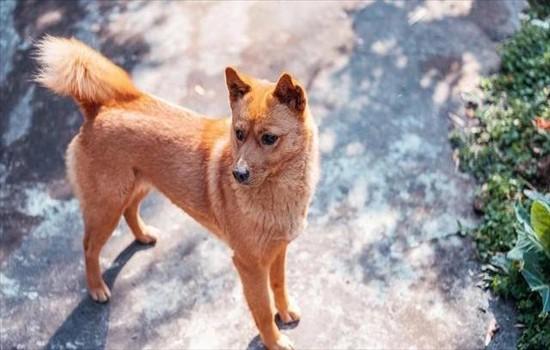 ​田园犬和柴犬的区别-图1