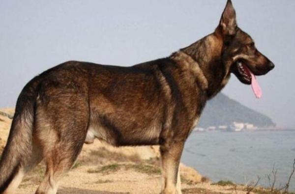 军犬和普通狗谁更厉害-1