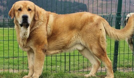 西班牙黎犬出售多少钱一只