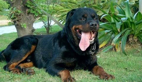 世界十大优秀黎犬犬种推荐及品种选择指南-1