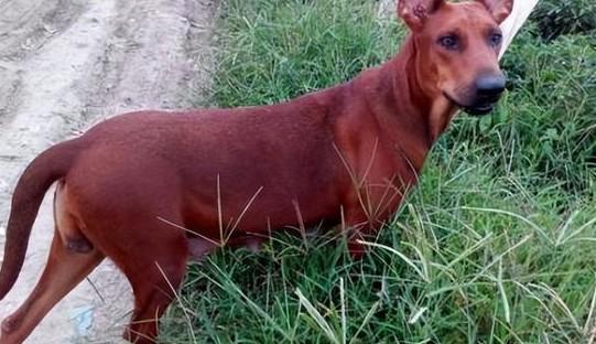 出售纯种蓝斑猎犬图片-图1