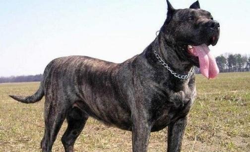内蒙古本地狗世界第一猛犬-图1