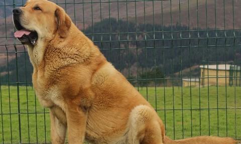 英国黎犬和西班牙赘犬的区别-1