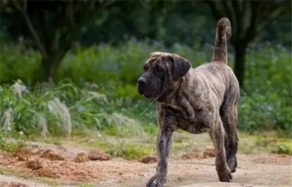 西班牙犬是什么狗品种-图1