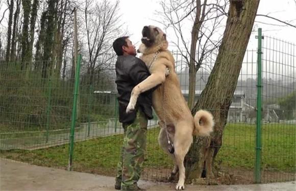 西班牙黎犬和坎高犬谁厉害-图1