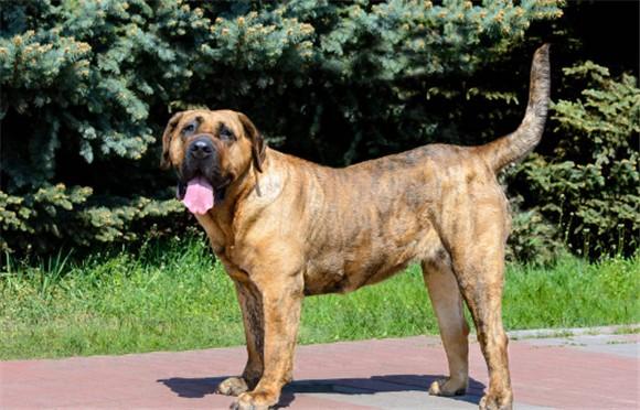 西班牙黎犬厉害吗