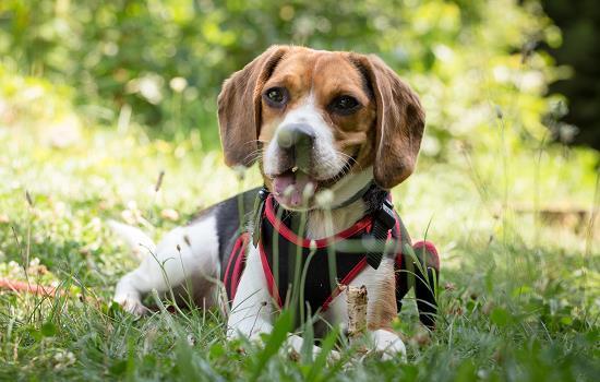 一般家养狗有狂犬病吗-图1
