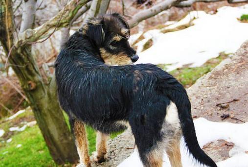 印度犬种名犬大全-图1